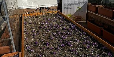 Ülkü Ocakları Genel Merkezi’nin Terasında Safran Hasadı! 