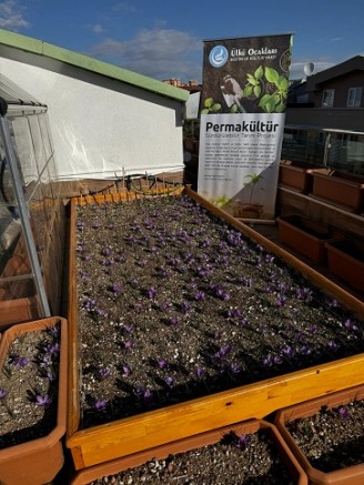 Ülkü Ocakları Genel Merkezi’nin Terasında Safran Hasadı!